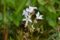/album/fotogalerij/heemtuin07-05-14-024-jpg/